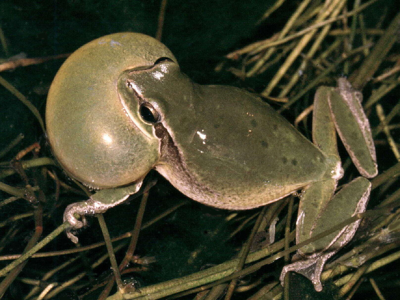 Image of Mediterranean Tree Frog