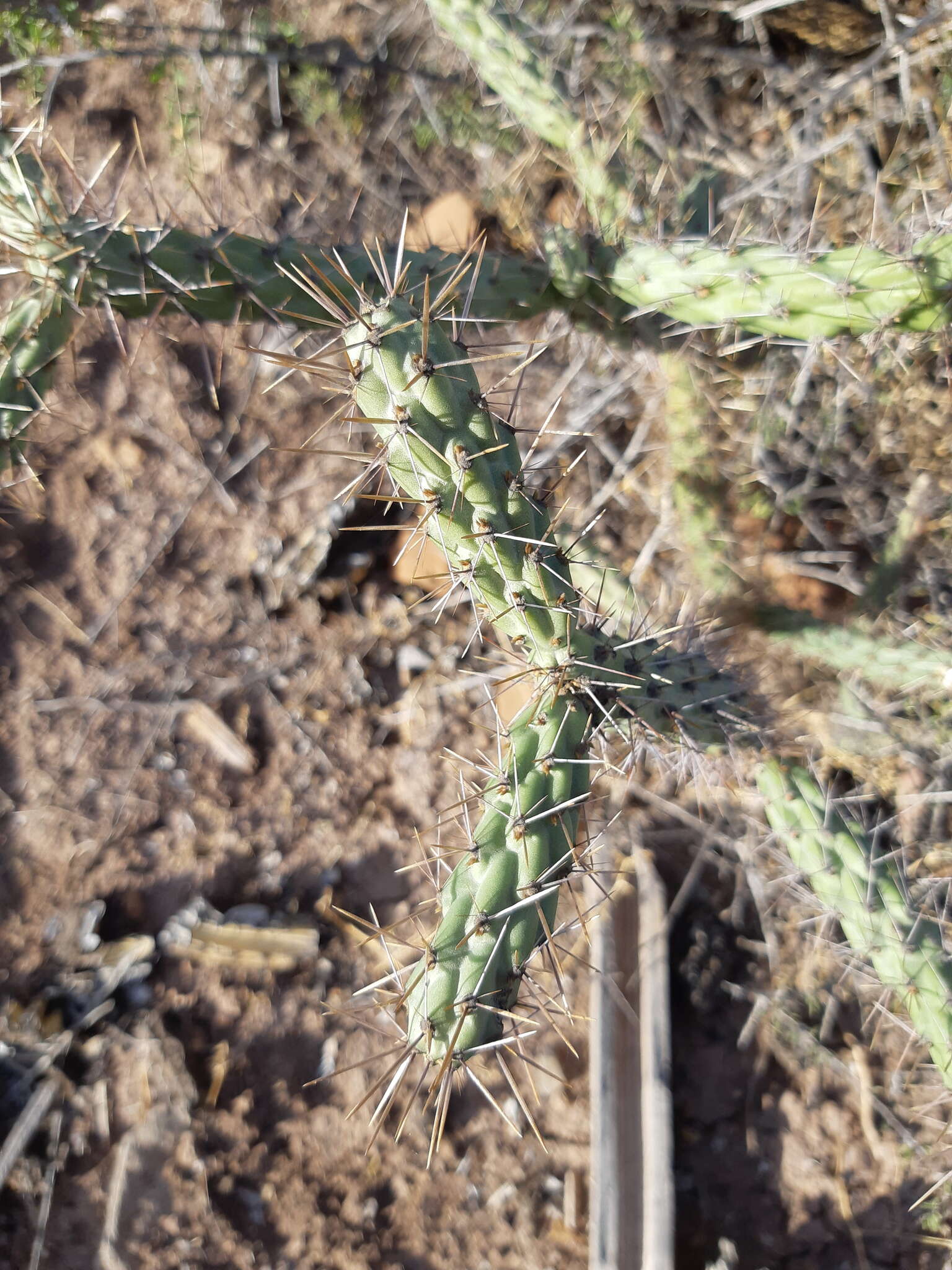 Image of Cylindropuntia alcahes (F. A. C. Weber) F. M. Knuth