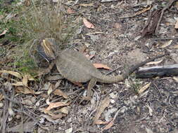 Image of Bearded Dragon