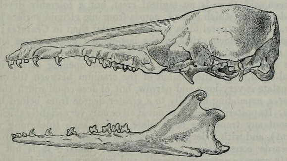 Image of streaked tenrecs