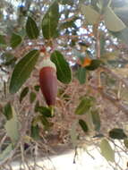 Image of brandegee oak