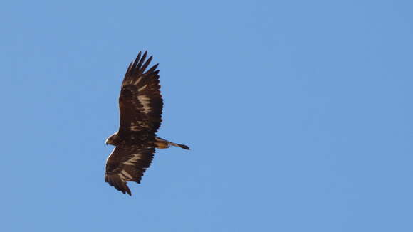 Image of Aquila chrysaetos homeyeri Severtsov 1888