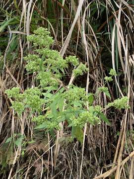 صورة Patrinia glabrifolia Yamam. & Sasaki