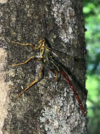 Image of Megarhyssa macrura (Linnaeus 1771)