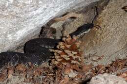 Image of Northern Pacific Rattlesnake