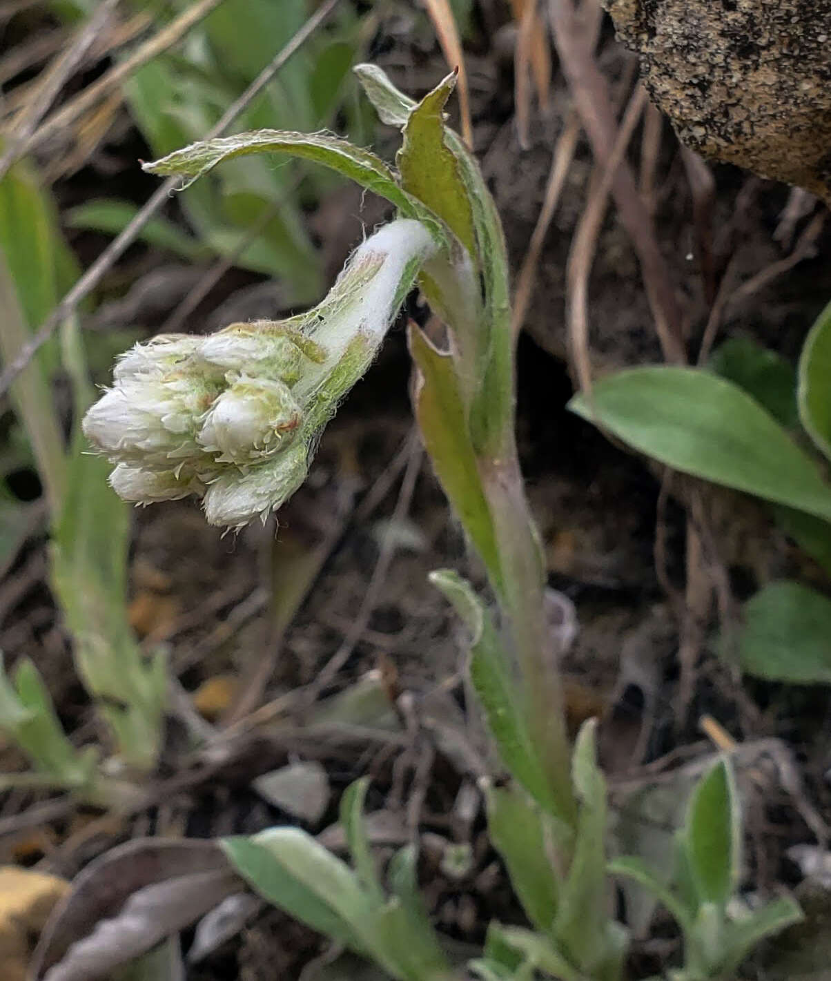 Antennaria parlinii Fern. resmi