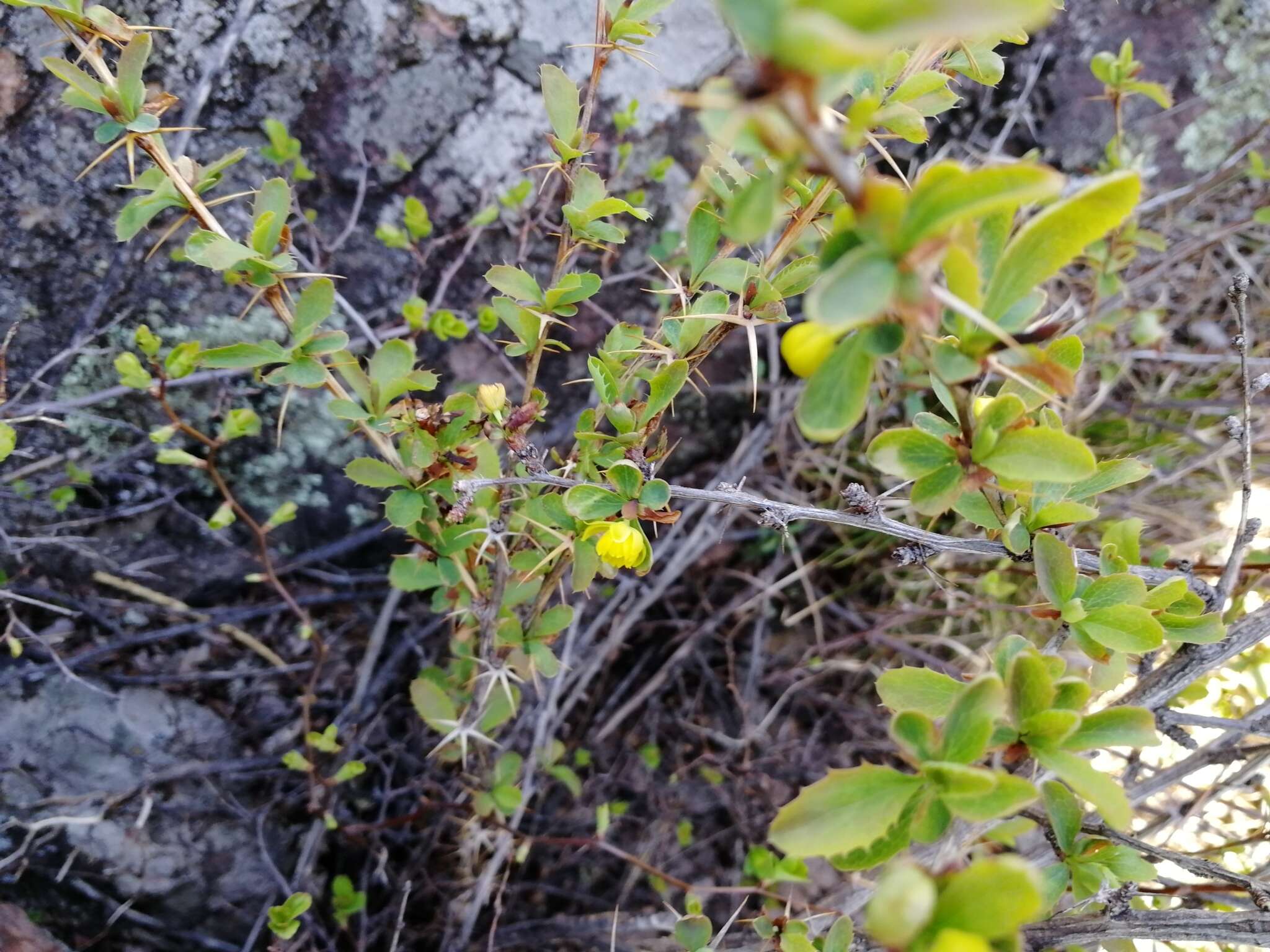 Image of Berberis sibirica Pall.