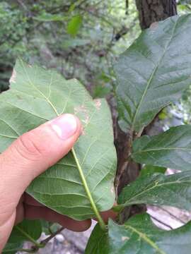 Image of Quercus tuberculata Liebm.