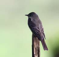 Image of Olive-Sided Flycatcher