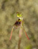 Image of Common wasp orchid