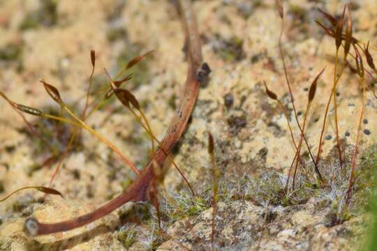 Image of tortula moss