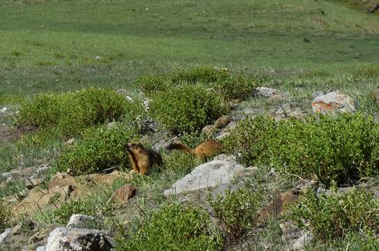 Imagem de Marmota caudata (Geoffroy 1844)