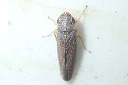 Image of Graphocephala confluens (Uhler 1861)