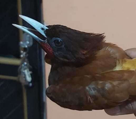 Image of Chestnut Woodpecker