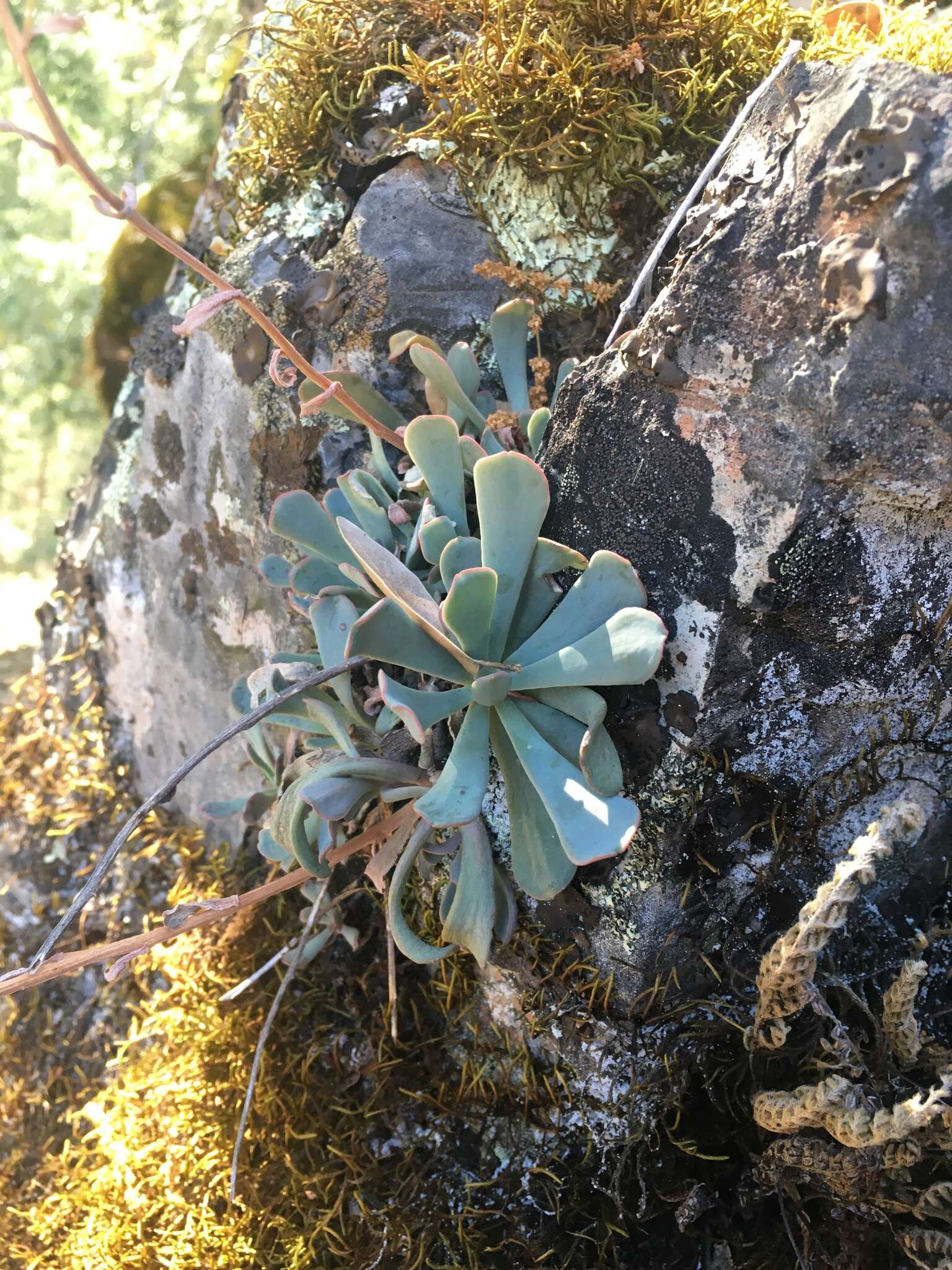 Image of Canyon Creek stonecrop