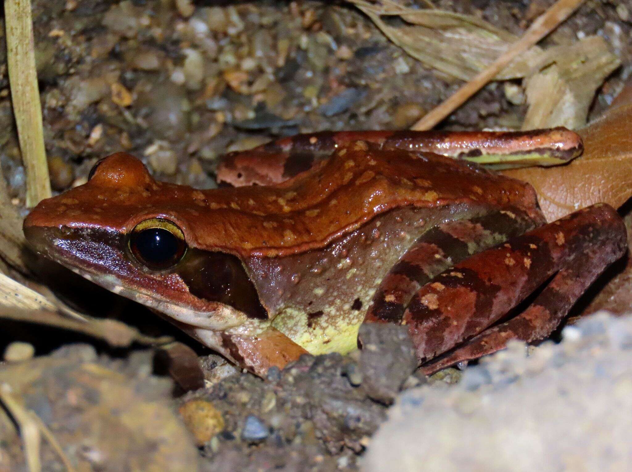 Image of Calamianes Frog