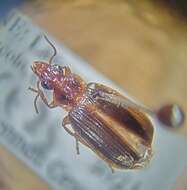 Image of Ground beetle