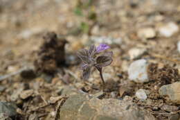 Sivun Clinopodium graveolens subsp. rotundifolium (Pers.) Govaerts kuva