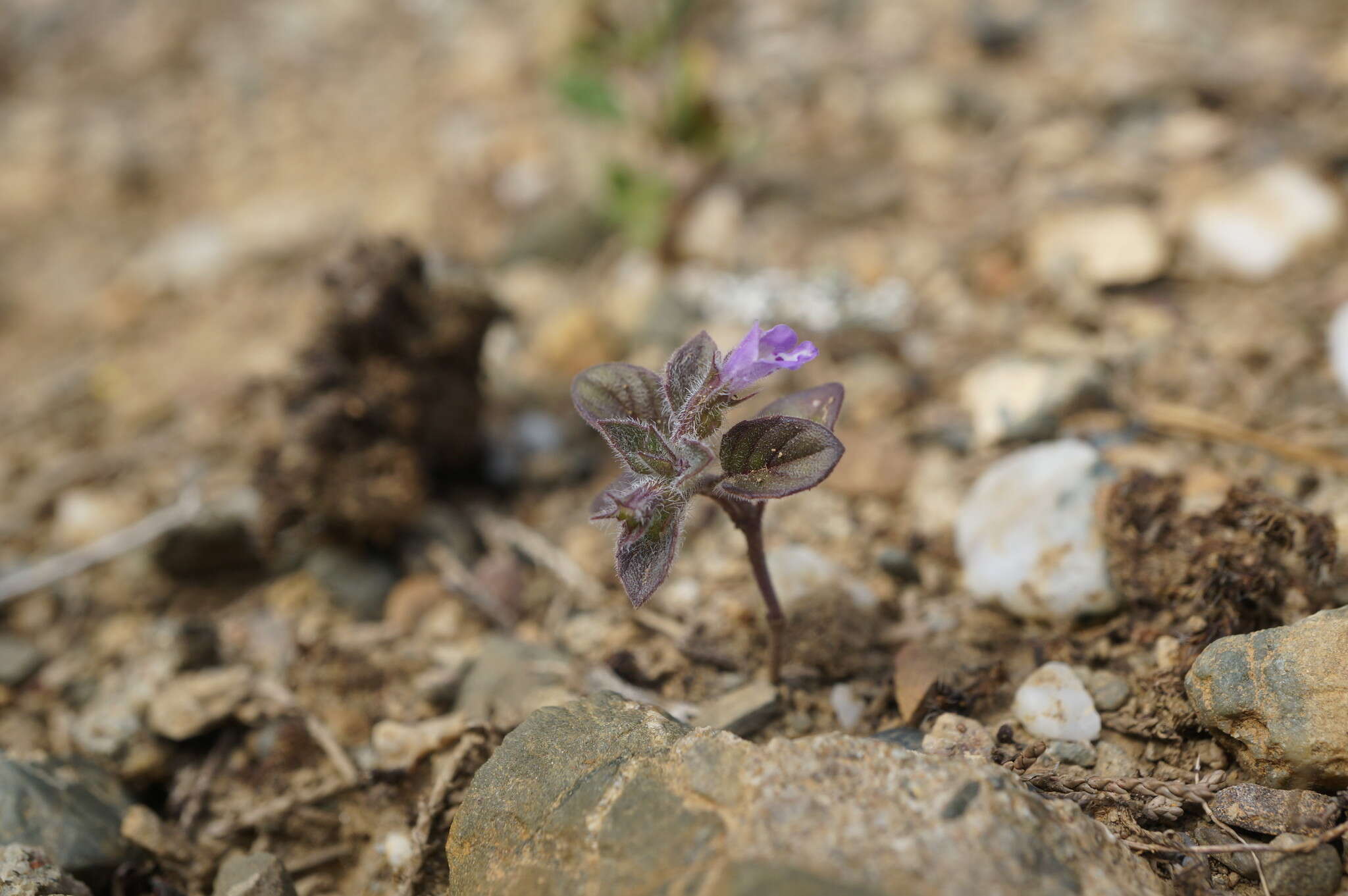 Plancia ëd Clinopodium graveolens subsp. rotundifolium (Pers.) Govaerts