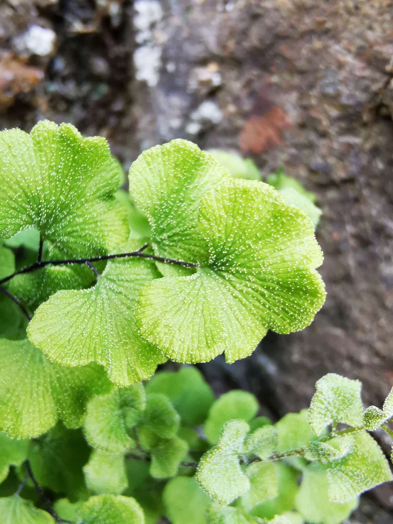 Adiantum chilense var. scabrum (Kaulf.) Hicken的圖片