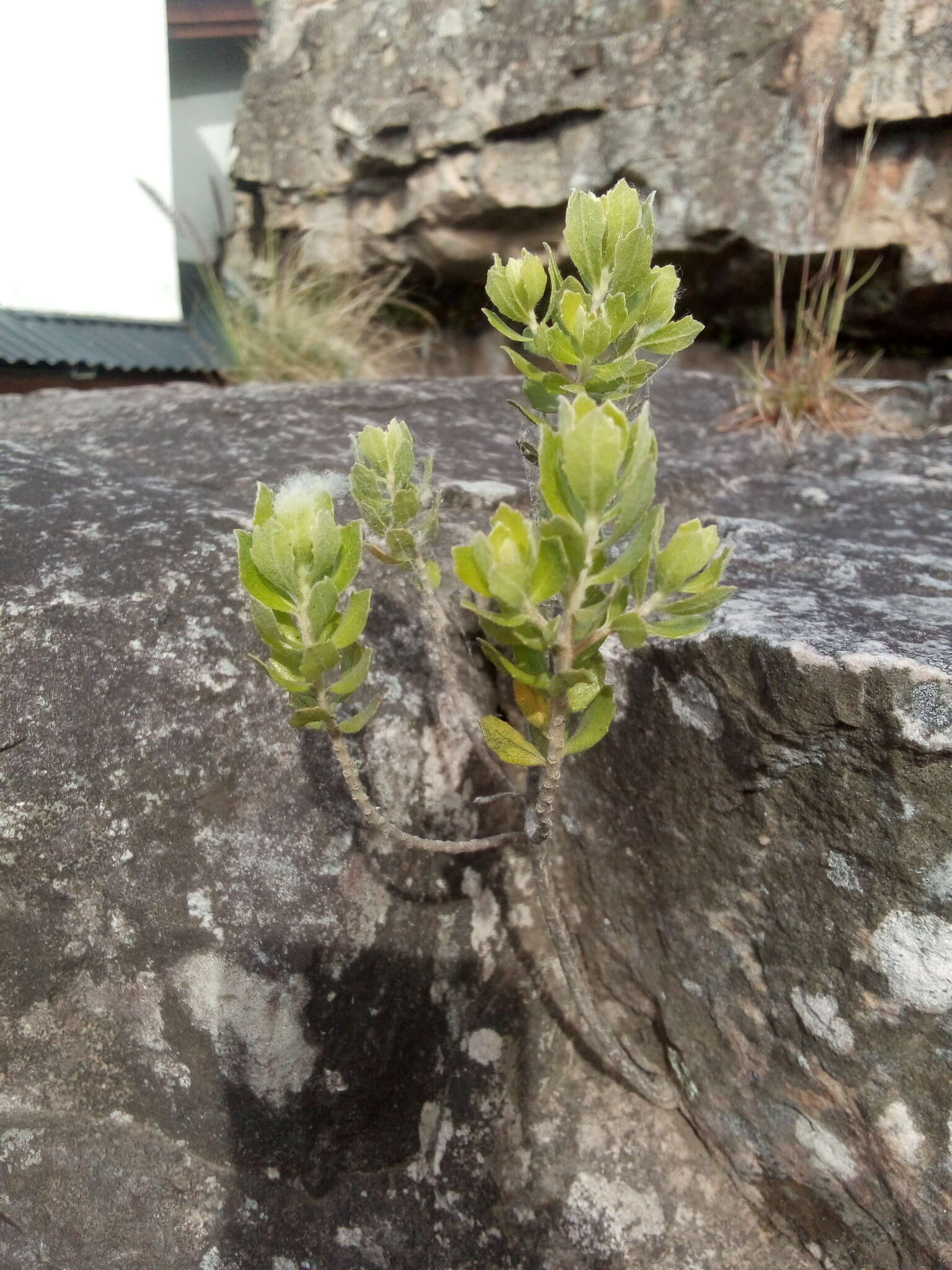 Image of Baccharis dracunculifolia subsp. tandilensis (Speg.) Giuliano