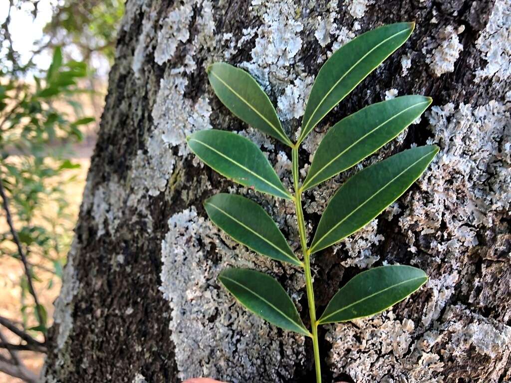 Imagem de Owenia venosa F. Müll.