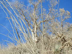 Image of elephant tree