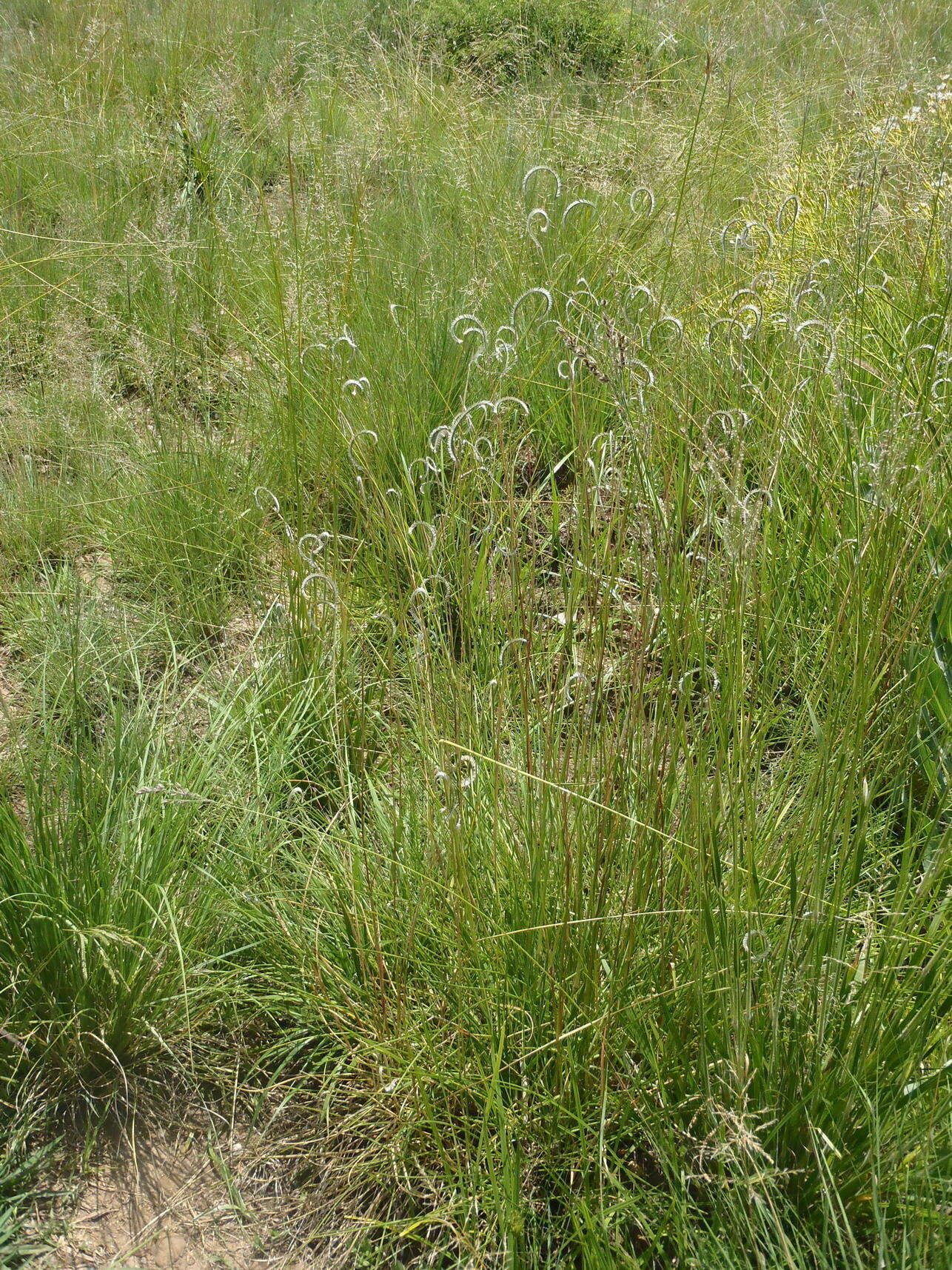 Harpochloa falx (L. fil.) Kuntze resmi