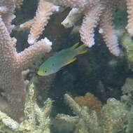 Image of Coral demoiselle