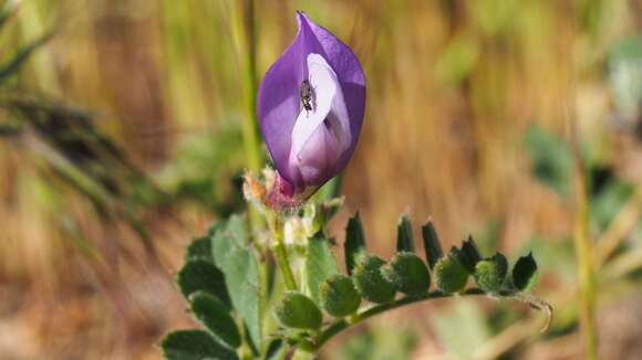 Image of American vetch