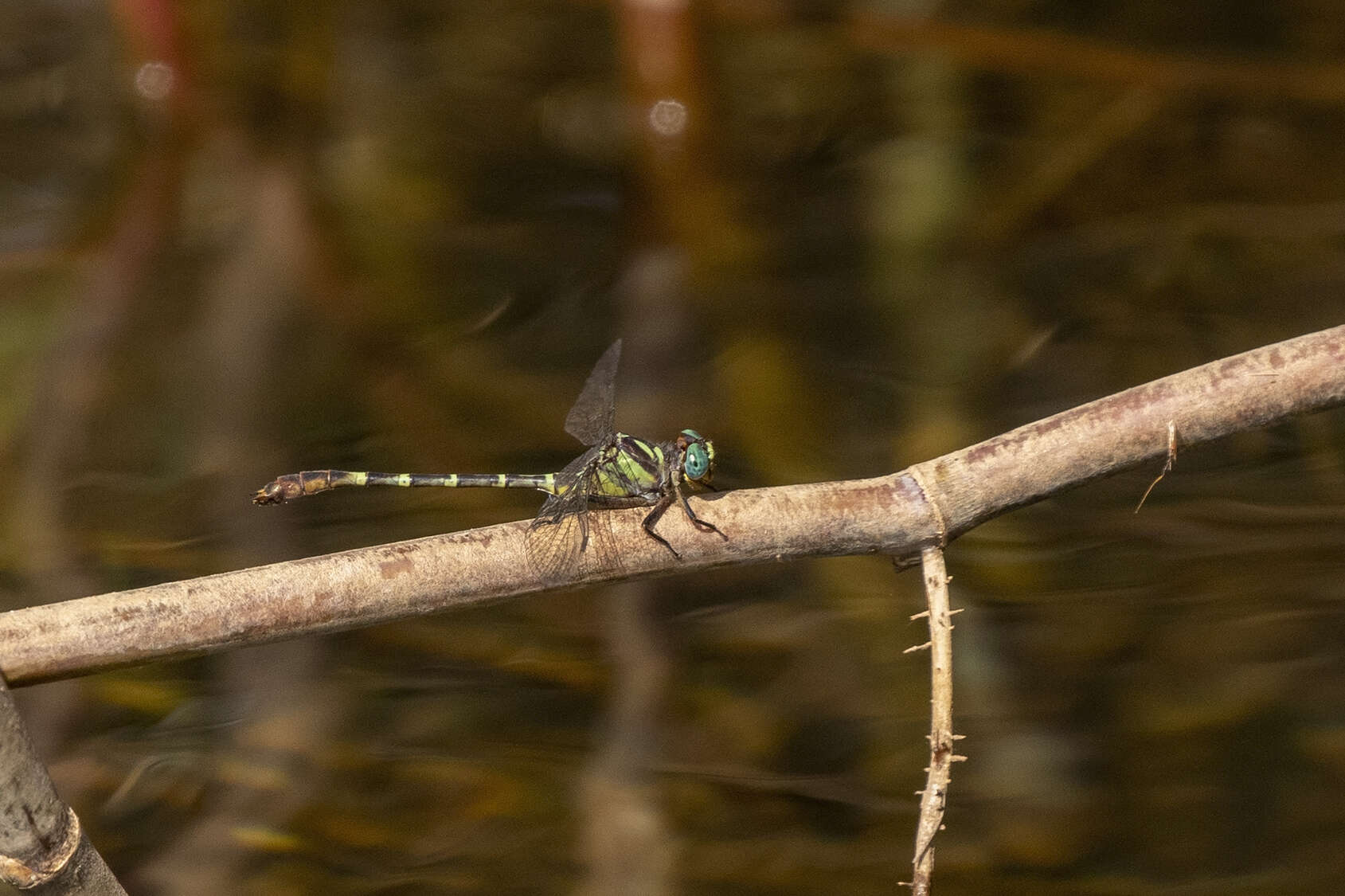 Imagem de Microgomphus nyassicus (Grünberg 1902)