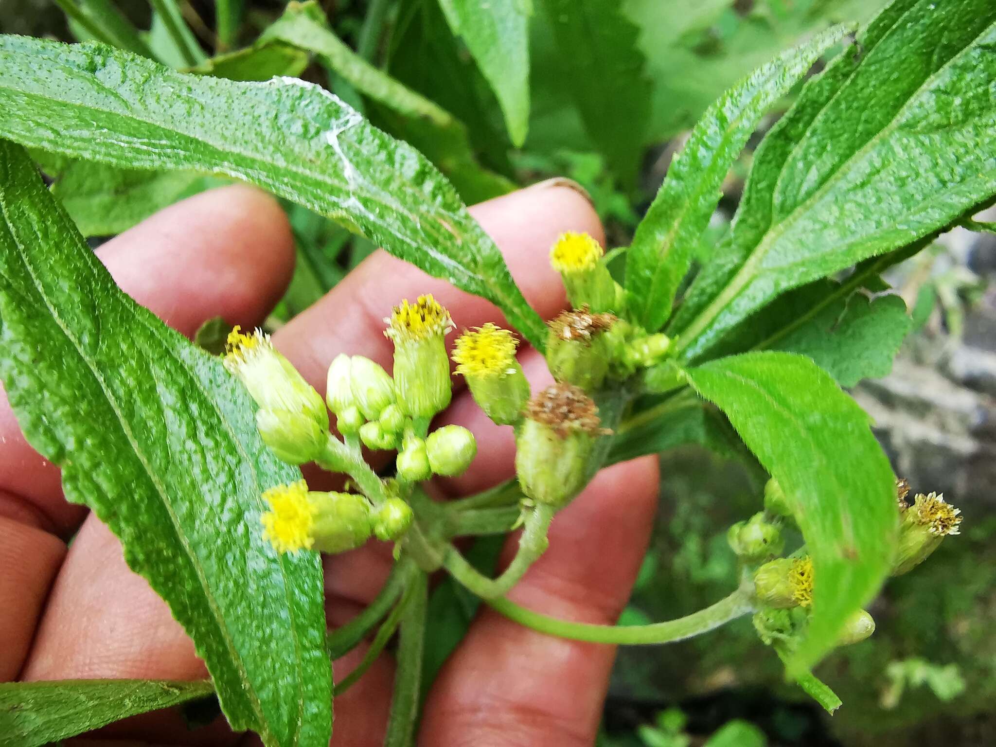 Schistocarpha eupatorioides (Fenzl) O. Kuntze resmi