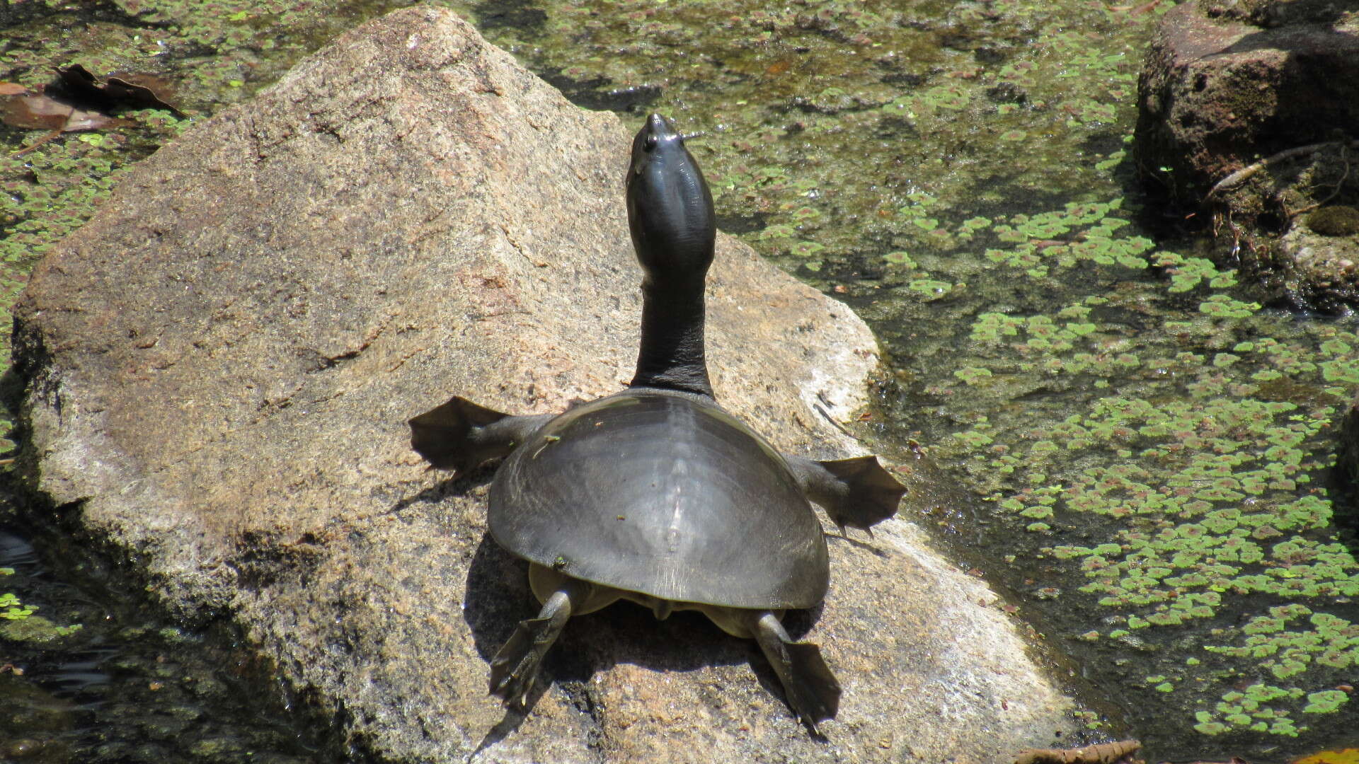 Image of Sri Lankan flapshell turtle