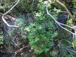 Image of whiteflower currant