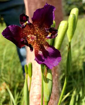 Image of propeller flower