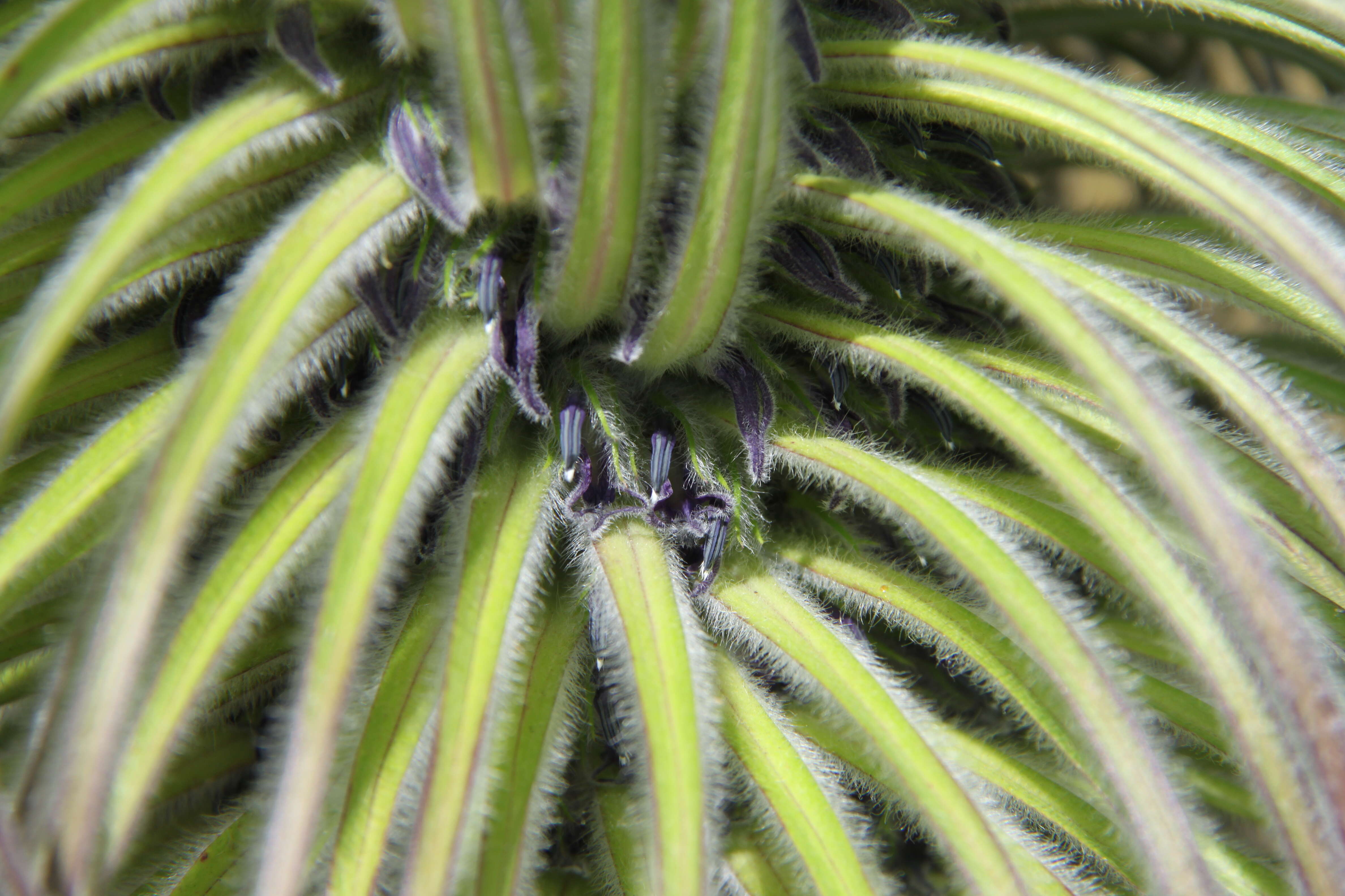 Image de Lobelia telekii Schweinf.