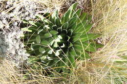 Image de Lobelia telekii Schweinf.