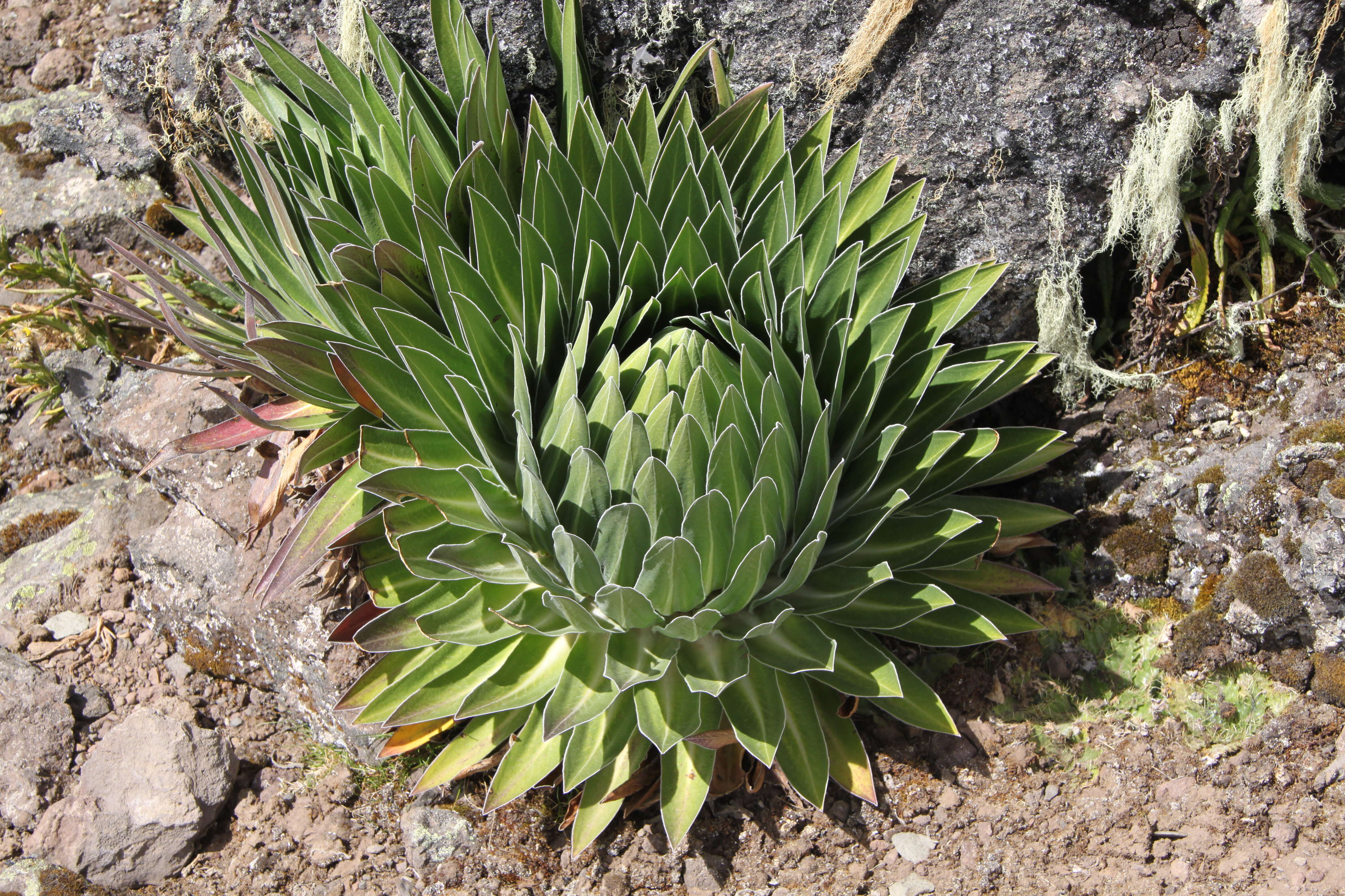 Image de Lobelia telekii Schweinf.