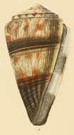 Image of soldier cone