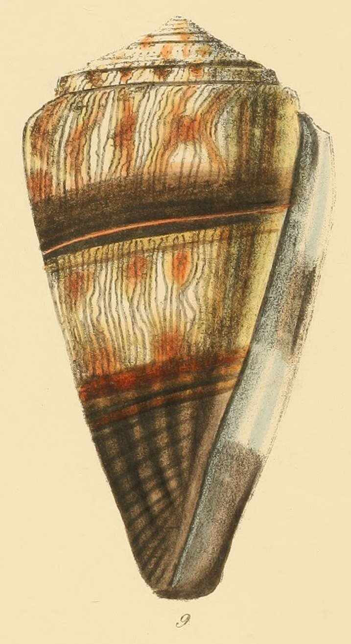 Image of soldier cone