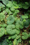 Image of Aristolochia fimbriata Cham.