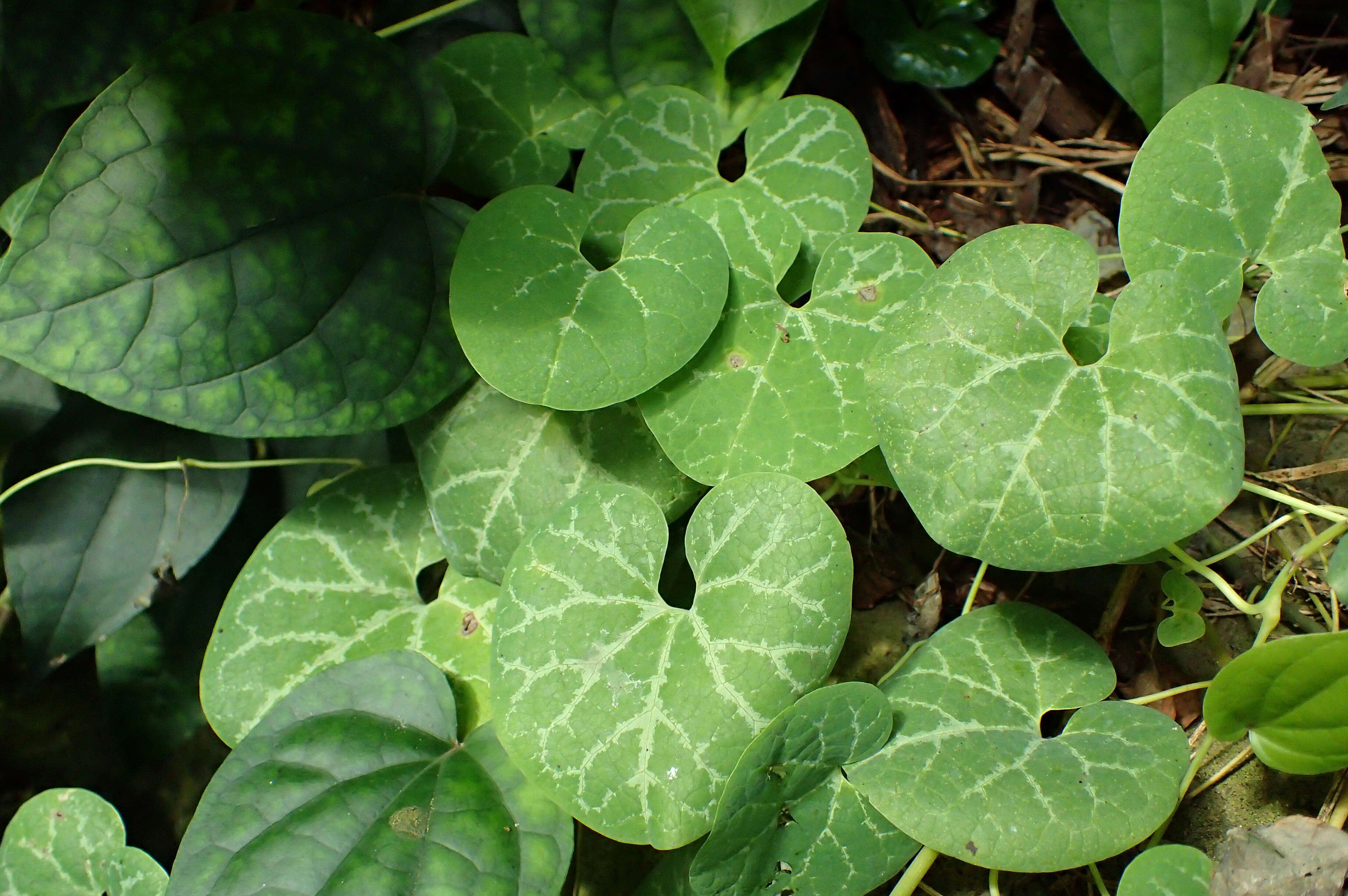 Image of Aristolochia fimbriata Cham.