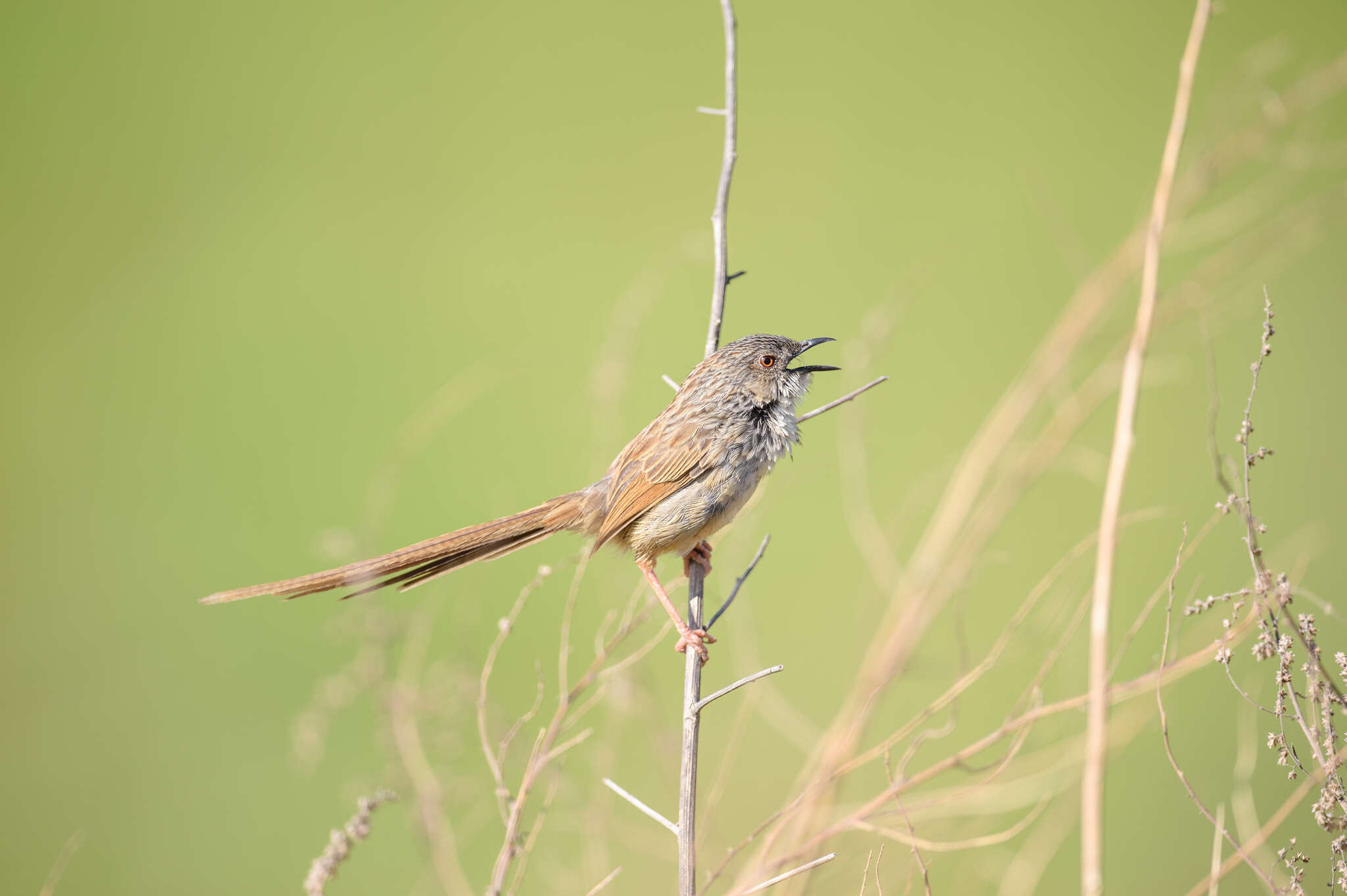 Image of Himalayan Prinia