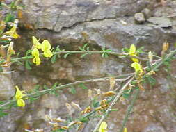 Imagem de Genista pilosa L.