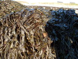 Image of Bladder Wrack