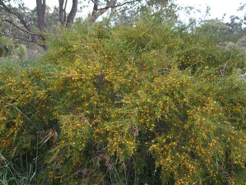 Bossiaea linophylla R. Br. resmi