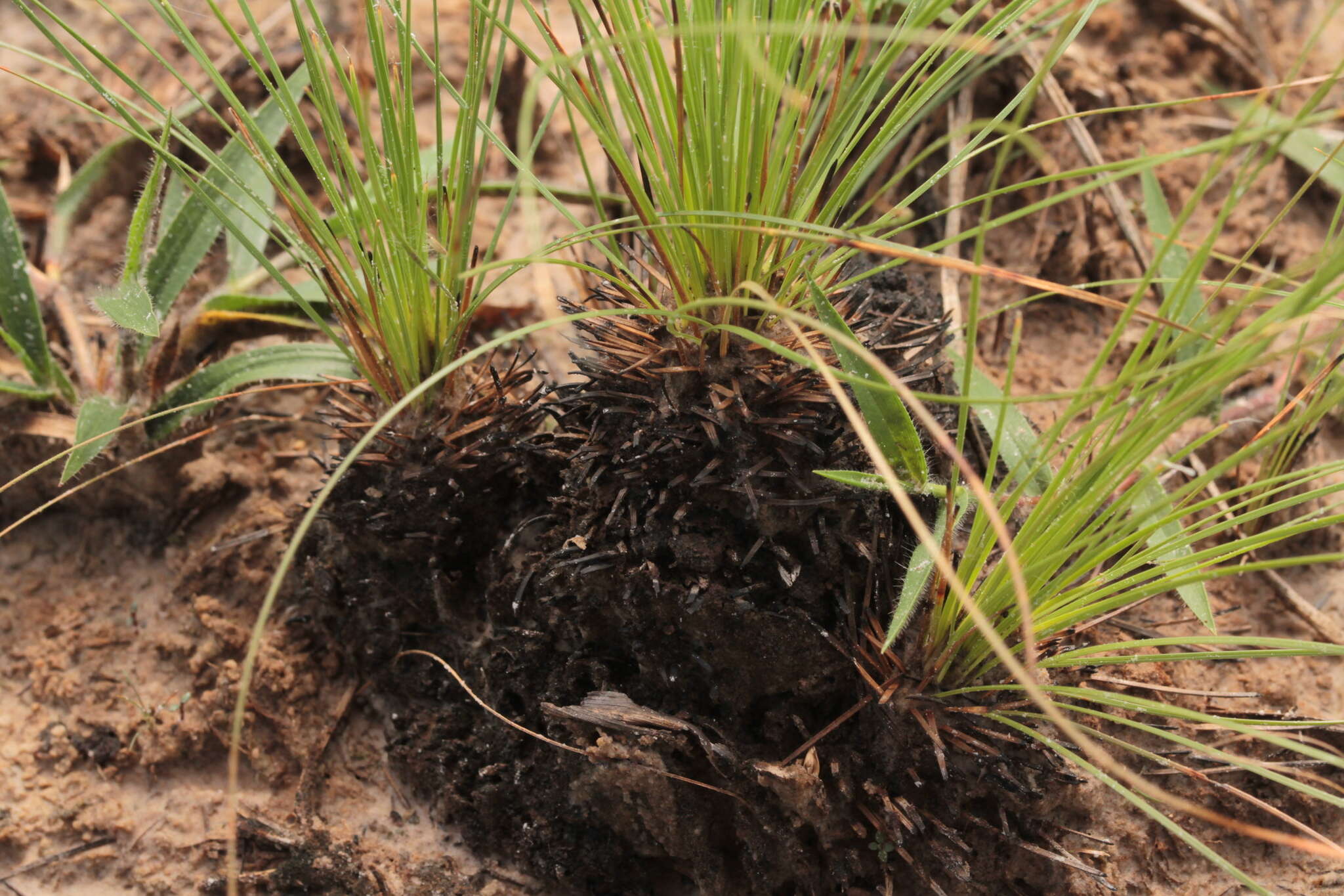 Plancia ëd Bulbostylis lanata (Kunth) Lindm.