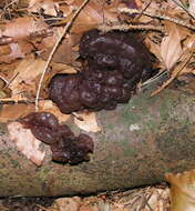 Image of Black Witches' Butter