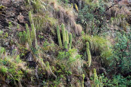 Imagem de Echinopsis schickendantzii F. A. C. Weber