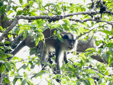 Image of Crested Mona Monkey